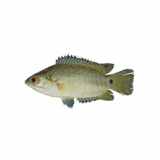 Bangladeshi Koi Fish - 500g